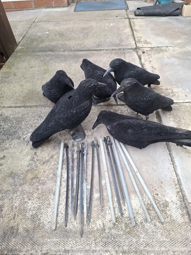 Crow decoys set super - crow,