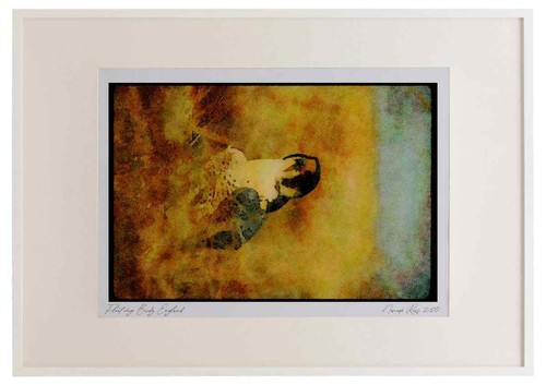 070042 peregrine falcon - 070042,