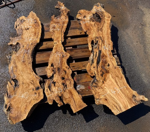 Olive wood tree - tree,