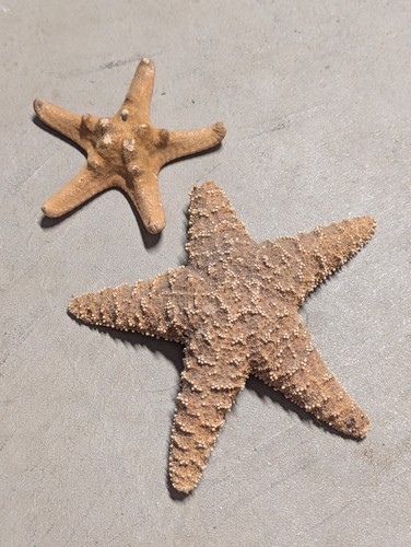 Starfish dried sea star - 2,