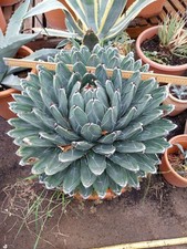 Agave victoria reginae - victoria, over