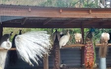 Peacock Peafowl Hatching Eggs