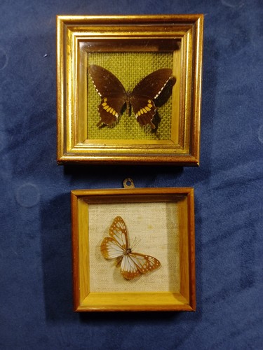 Vintage butterfly taxidermy - vintage,