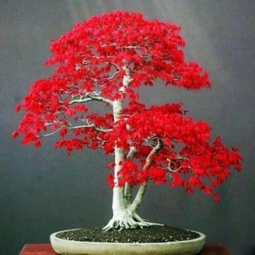Bonsai red japanese maple - red,