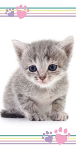 Cute kitten print bath - cute,
