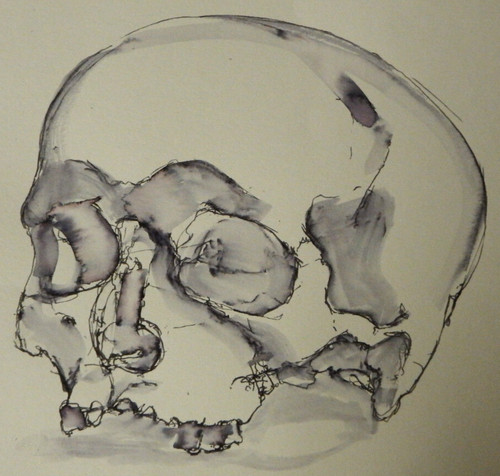 Ink skull drawing - , anatomical