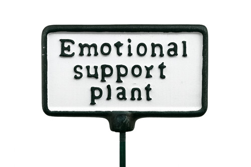 Emotional support plant garden - plant,