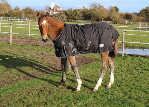 Rhinegold foal pony - foal/pony, konig