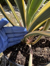 Yucca gloriosa variegated - yucca,