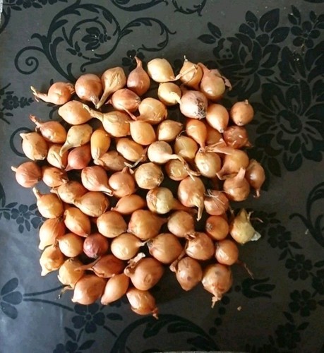 Stuttgarter onion sets the - sets,