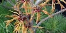 Hamamelis Orange Peel 9cm pot- Witch Hazel