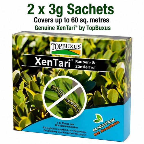 Topbuxus xentari boxwood - xentari,