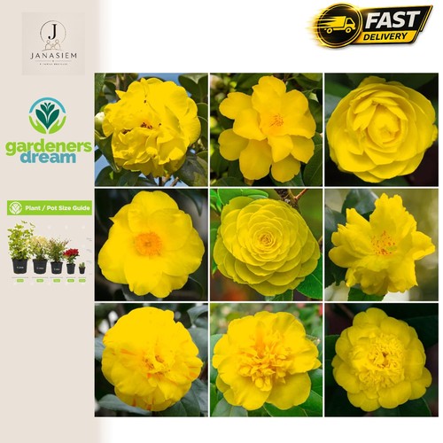 Vibrant yellow camellia shrub - yellow,