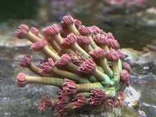 Goniopora - papaya. Large frag