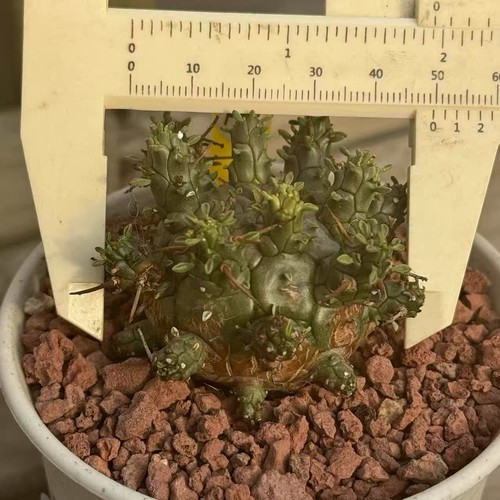 Euphorbia decepta green - decepta, ‘green’
