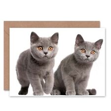 British Shorthair Kittens