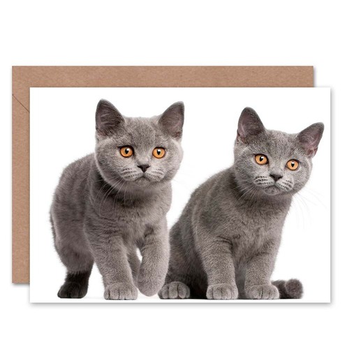 British shorthair kittens - british,