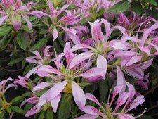 ~~KOROMO SHIKIBU ~~Azalea