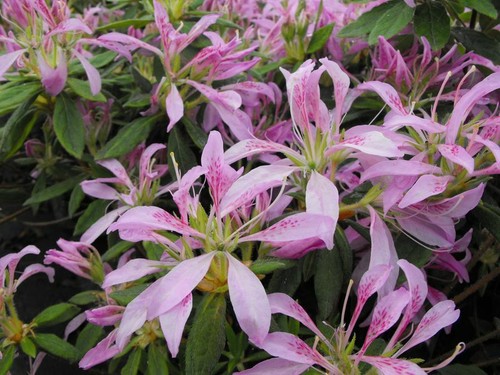 Koromo shikibu azalea - ~~koromo,