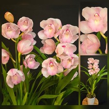 Cymbidium Soft Pink. Compact