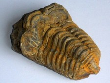 1 Diacalymene Trilobite Fossil