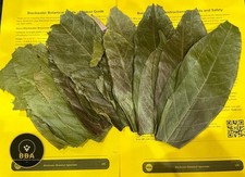 Pick & Mix Aquarium Leaves –