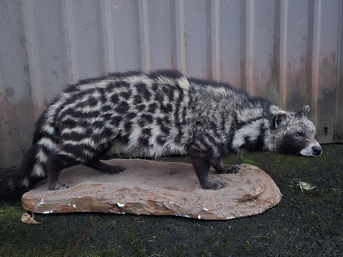 Civit aka raccoon dog - civit!,