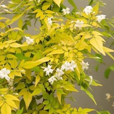 Jasmine fiona sunrise - jasmine, rare