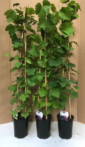 Grape vine vitis white van - white, der