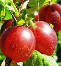 3 Gooseberry 'Captivator' Plants / Ribes uva Crispa, Branched Fruit Bushes