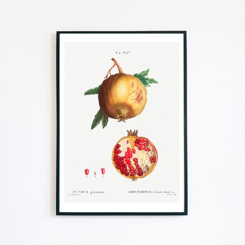 Vintage pomegranate botanical - vintage,