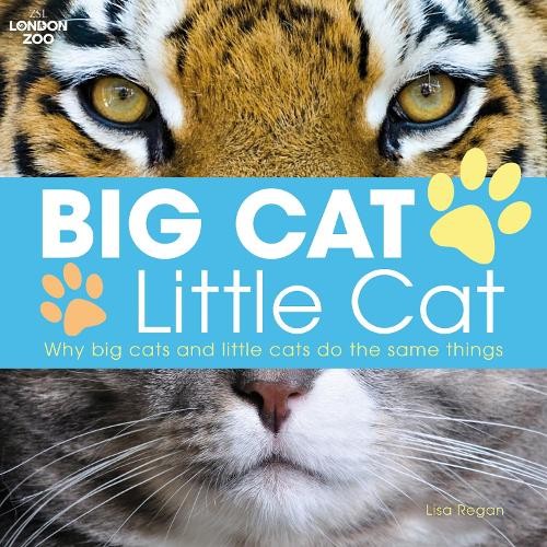 Big cat little regan - big,