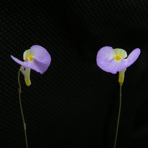 Carnivorous terrestrial - carnivorous,