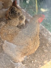 One dozen blue partridge