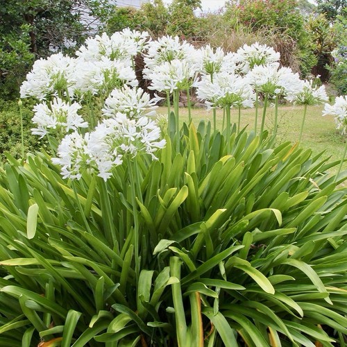 Seeds lily the - 25,