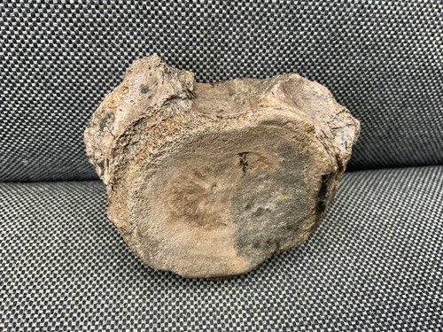 Rare plesiosaur vertebra - rare,