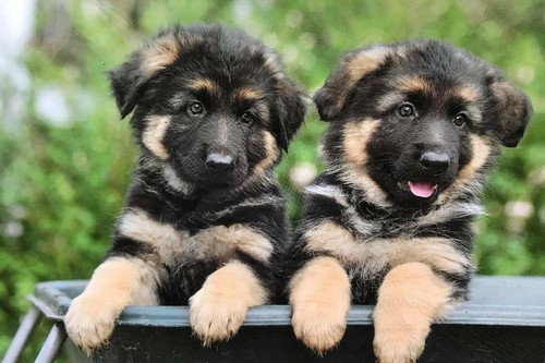 Alsatian german shepherd - german,