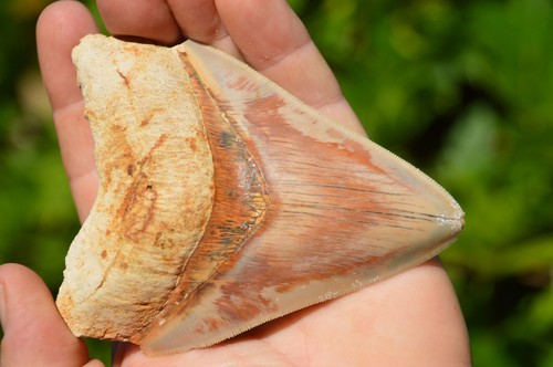 Beautiful megalodon - beautiful, 4.5"