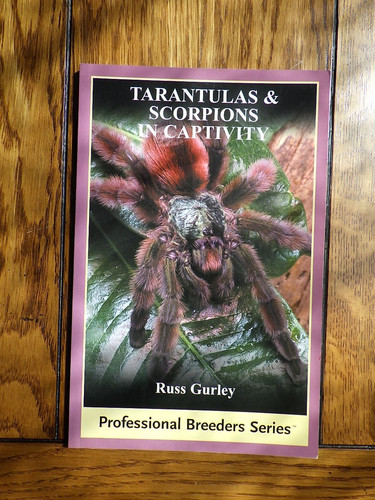 Tarantulas scorpions in - scorpions,