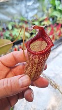 Nepenthes Ventricosa Red (E) x