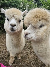 500g Alpaca Fleece for