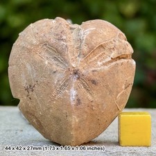 Micraster flint fossil - micraster,