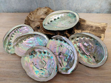 Abalone shell natural - abalone,