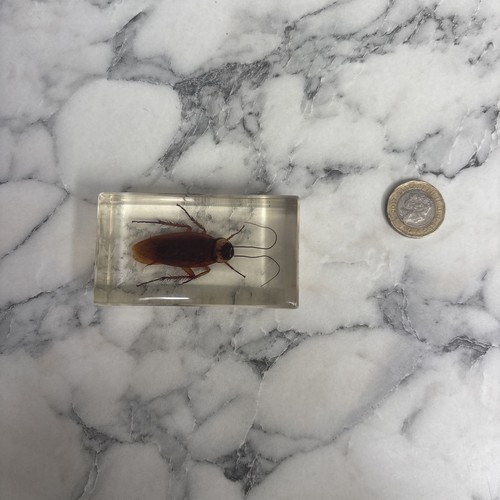 National geographic bugs - national,