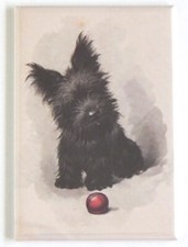 Scottish Terrier Puppy with