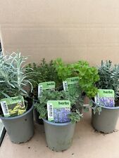 5x 9cm Mixed Herbs Plants || Hardy & Very Healthy Plants Great Selection