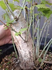 chunky Oak Bonsai Tree