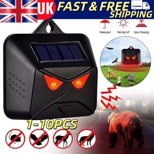 Solar predator eyes animal - predator,