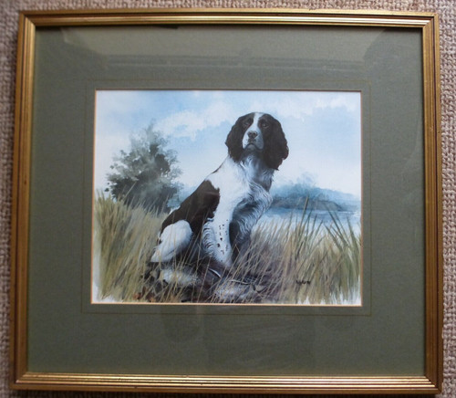 Springer spaniel gun dog - spaniel.,