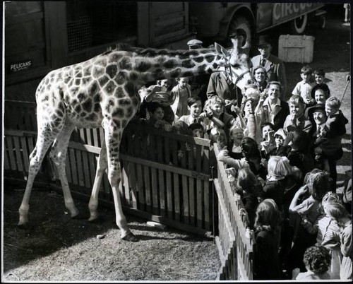 London has own circus - own,